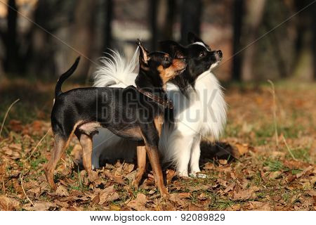 Amazing Prague Ratter With Paillon In Autumn