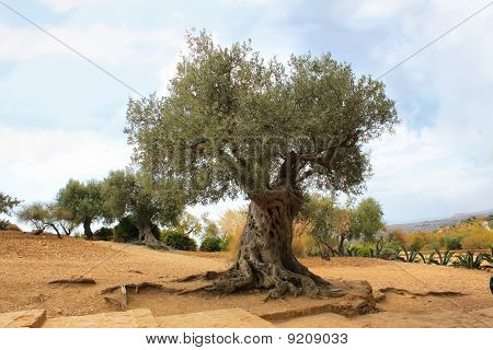 Olivenbaum