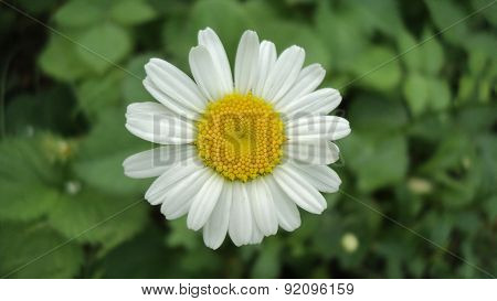camomile
