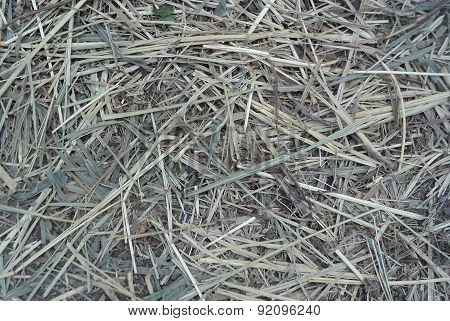 dry grass texture