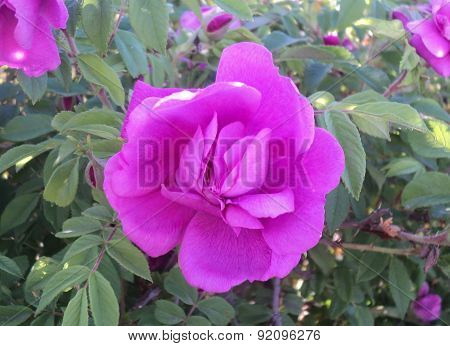 Pink flower wild rose