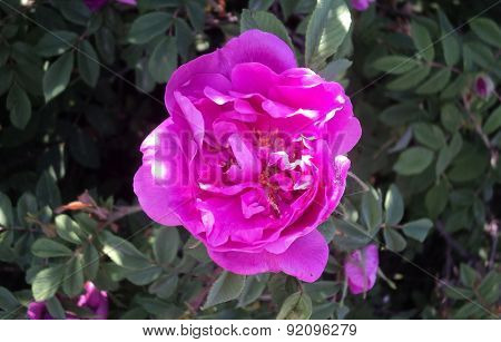 Pink flower wild rose