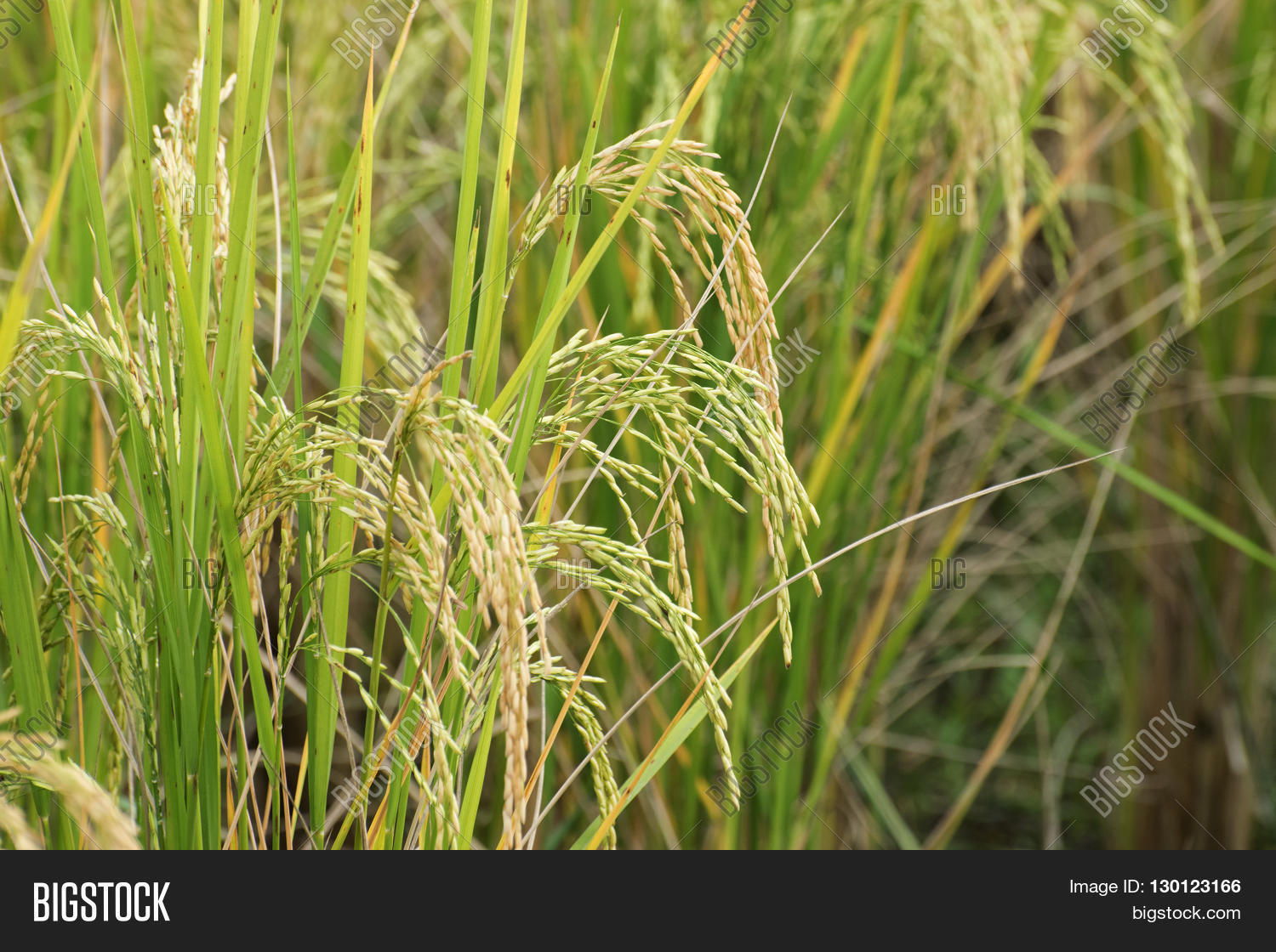 Fully Grown Paddy Image & Photo (Free Trial) Bigstock
