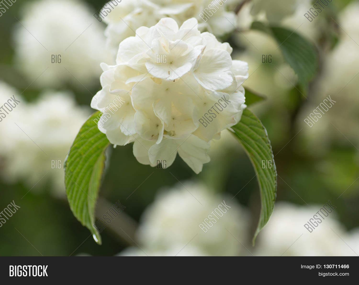 Japanese Snowball Bush Image & Photo (Free Trial) Bigstock