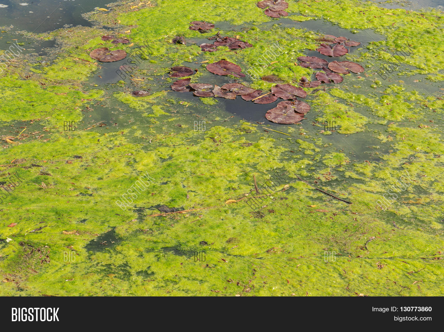 Green Algae/slime Image & Photo (Free Trial) Bigstock