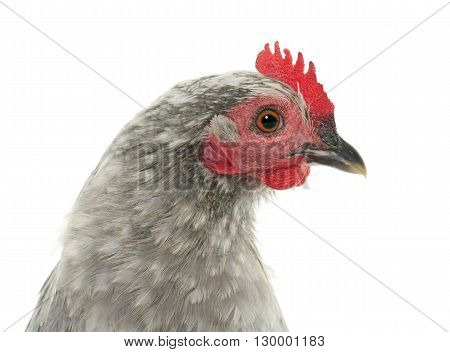 Booted Bantam in front of white background