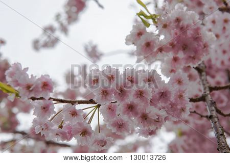 Pink sakura  Cherry blossom in japan flower  travel