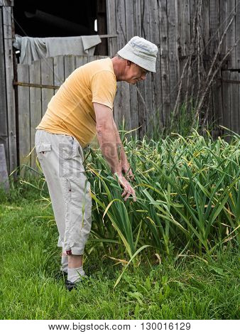 Farmer Harvesting Green Garlic