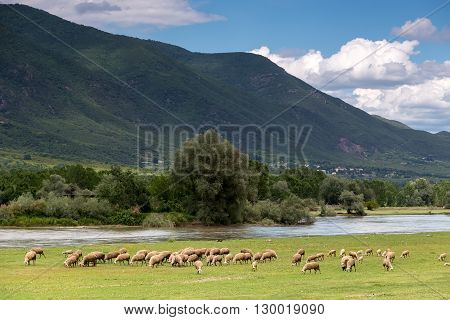 Sheep Grazing Next To The River Strymon Spring In Northern Greece. Lambs And Sheep Eat Grass On A Su