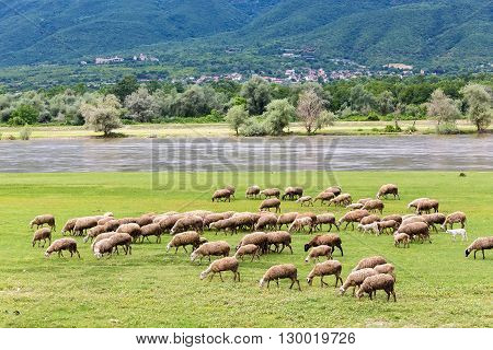 Sheep Grazing Next To The River Strymon Spring In Northern Greece. Lambs And Sheep Eat Grass On A Su