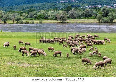 Sheep Grazing Next To The River Strymon Spring In Northern Greece. Lambs And Sheep Eat Grass On A Su