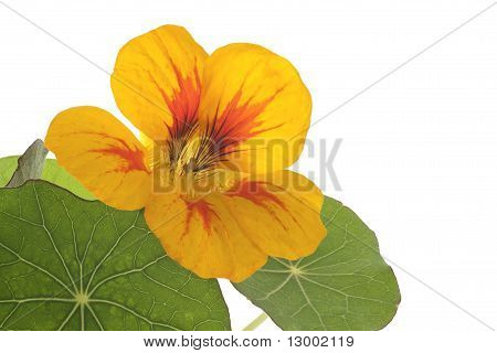 Nasturtium