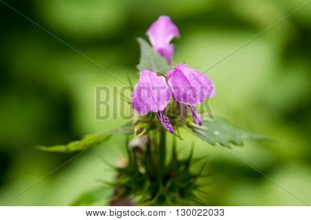 spring wild flowers on the green meadow