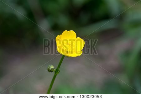spring wild flowers on the green meadow