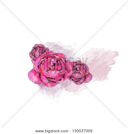 Peony watercolor illustration isoladed on white background