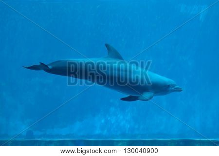 Common bottlenose dolphin (Tursiops truncatus). Wild life animal. 