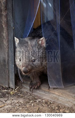 Common wombat (Vombatus ursinus). Wild life animal. 