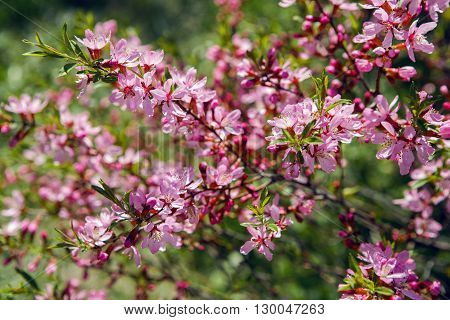 pink blooming ornamental shrub Almonds Low , Amygdalus nana, closeup, local focus, shallow DOF