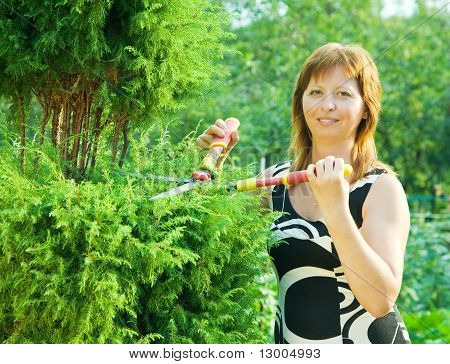 Kvinde skæring Thuja