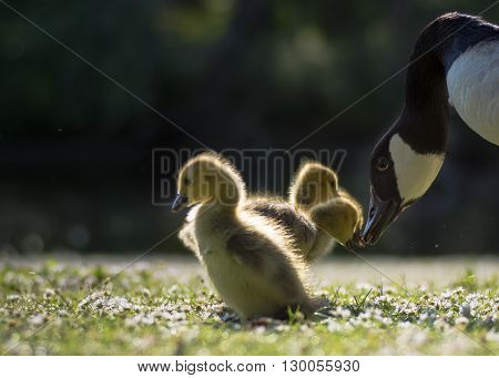 Canada goose (Branta canadensis) parent bird with goslings. Young chicks touching beaks with wild adult on short grass with many daisy flowers