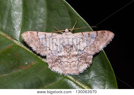 Geometrid Moth On Green Leaf