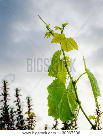 New colorful grape leaves with cloudy sky background