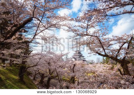 Tsuruga Castle (Aizu castle) surrounded by hundreds of sakura trees