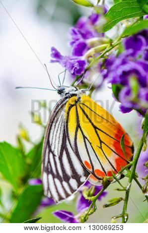 Painted Jezebel (Delias hyparete) Colorful butterfly white yellow and orange black stripes It is looking for nectar on purple flowers of Golden Dew Drop