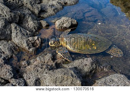 Green Sea Turtle