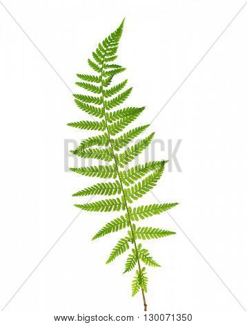 Young leaf of fern isolated on white