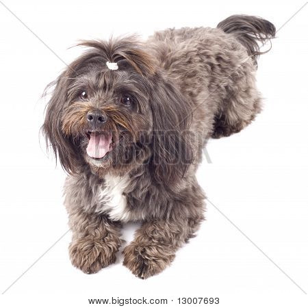 Siyah Bichon bir şeyler bekliyor