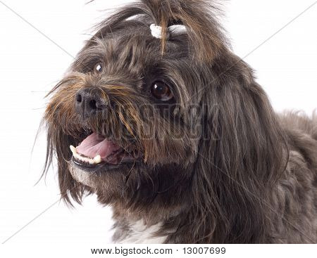 Meraklı bir siyah Bichon resmi