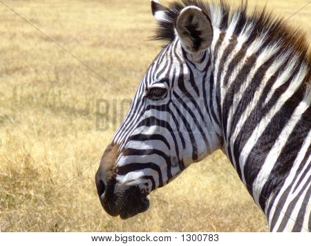 Gekleurde Zebra