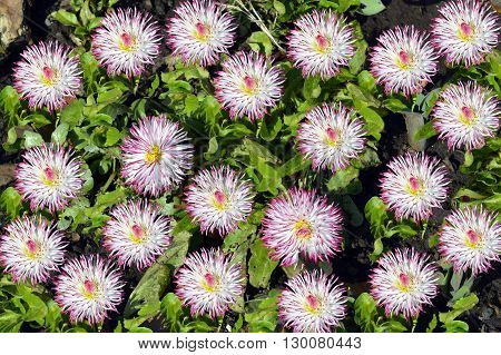 Bellis perennis Pomponette flowers in a flower bed