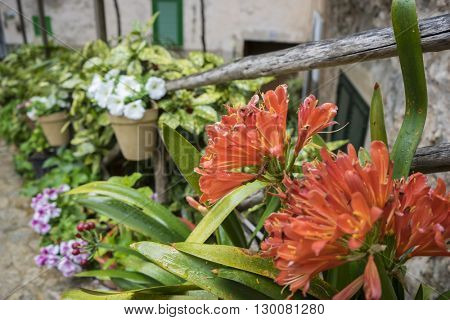 flowerpots street in the tourist island of Mallorca, Valdemosa city in Spain