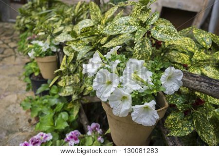 flowerpots street in the tourist island of Mallorca, Valdemosa city in Spain