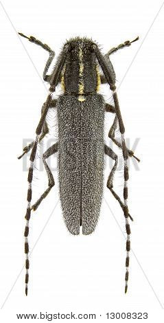 Agapanthia Maculicornis