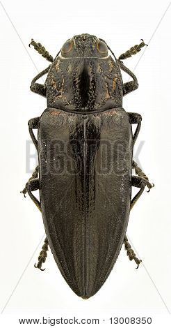Chalcophora Detrita