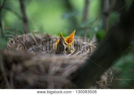 Life nest with chicks in the wild.