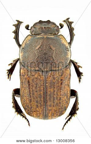 Cheironitis Ungaricus