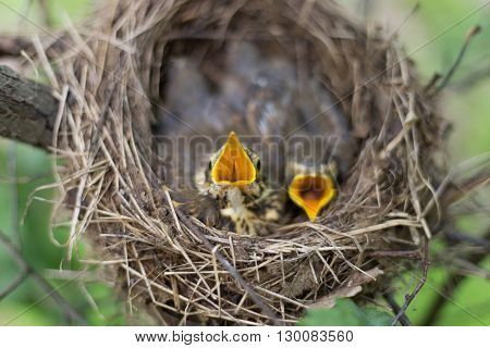 Life nest with chicks in the wild.