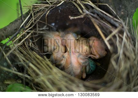 Life nest with chicks in the wild.