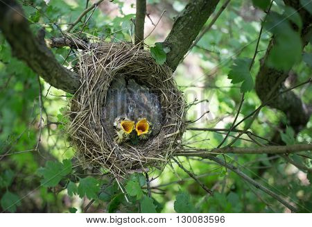 Life nest with chicks in the wild.