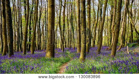 Cornish Bluebell Woods
