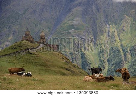 Cows On The Meadow Near Tsminda Sameba / Holy Trinity Church. Kazbegi-gergeti Village, Georgia.europ