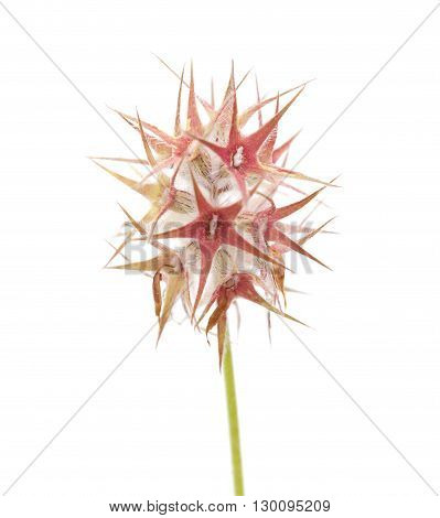 Flora Of Gran Canaria - Trifolium Stellatum