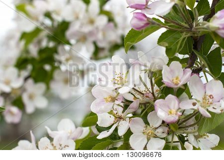 Beautiful Pink Apple Flowers In Close Up
