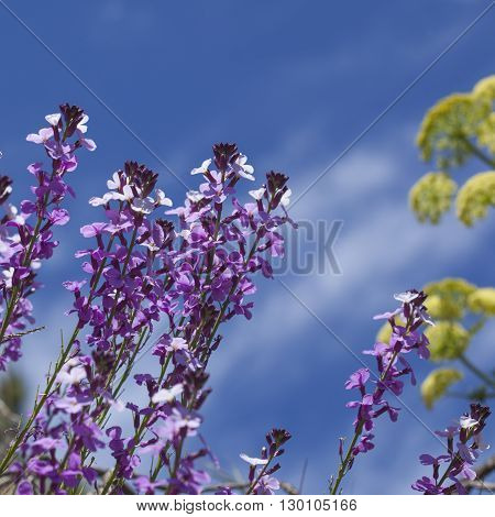 Flora Of Gran Canaria - Abundant Flowering Of Erysimum Albescens