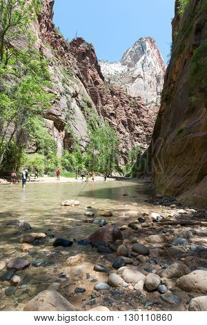 Zion National Park Utah USA - June 03 2015: Tourist hiking on the shippery rocks along Virgin River in the Narrows of Zion National Park surrounded by the walls of the canyon.