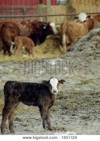 Aglivestock33